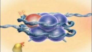 Chromatin Histones and Modifications Rate My Science [upl. by Blunt]