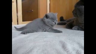 British Shorthair Cat and Kittens [upl. by Jagir]