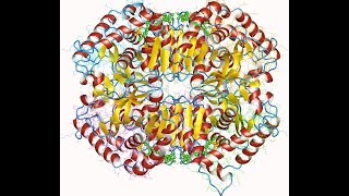 Glucólisis anaerobia [upl. by Elrem]