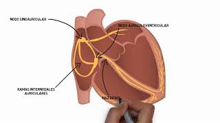 Sistema de conducción cardíaco [upl. by Frechette]