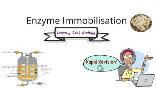 Biology Bugbears Enzyme ImmobilisationRapid exam revisionLeaving Cert Biology 2025 [upl. by Regnij]