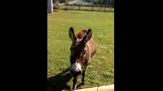 Donkey braying [upl. by Mur]