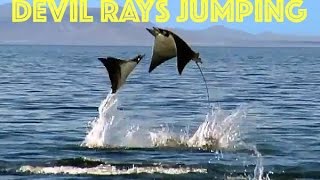 Devil Rays Jumping Koh Lipe Thailand HD  GoPro HERO [upl. by Karylin10]