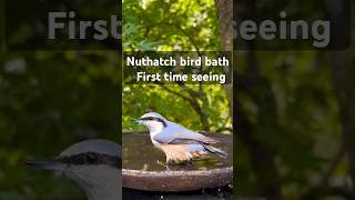 Enjoy to watch the Nuthatch bird bath nature music relaxing shortvideo [upl. by Bunni]