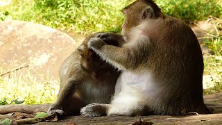 Since Free No Baby To Take CareTara And Patty Monkey Help Grooming Each Other [upl. by Tab]