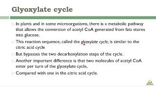 Glyoxylate cycle [upl. by Vincelette]