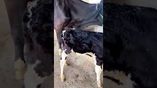 Ordenha Mecânica 🐄🥛  Papo da Roça [upl. by Nonnah]