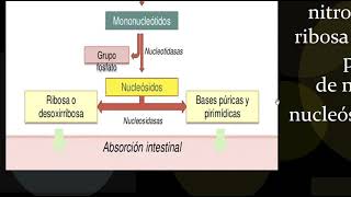 METABOLISMO DE PURINAS [upl. by Lejeune]