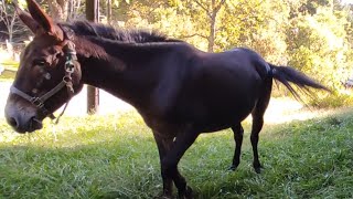 Mule sound  noise snorting pawing rolling on the ground [upl. by Rehpotsirhcnhoj76]