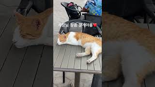 이집냥보떼오 후루가다에는 반려견 반려묘에 관대하다 ❤️ 이집트 후루가다 egypt hurghada cat [upl. by Leund]