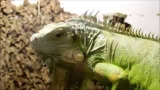 Iguana flexing spikes [upl. by Norb]