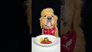 Today I ate sausage with noodles and vegetables Golden Retriever Oh my god that smells awesome [upl. by Resor]