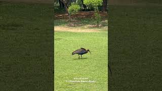 Majestic Rednaped Ibis A Glimpse into Natures Beauty  Delhi Bird Watching [upl. by Tnahsarp]