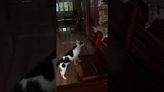 Meow Meow❤️🐈 cat shortvideo [upl. by Orvil]