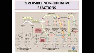 Pentose phosphate pathway [upl. by Thamos783]