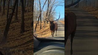 Close Call With Bull Elk  ViralHog [upl. by Hitchcock]