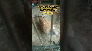 burung puter kesayangan doyan UHuler hongkong [upl. by Ttirrej]