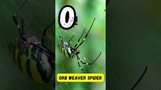 Incredible Insects A to Z 🐞  Fun Insect Alphabet Song for Kids  UZR Learning  abcd kids shorts [upl. by Keil40]