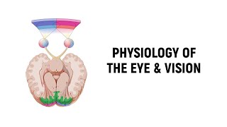 Physiology of Vision Lecture [upl. by Ayahsey]