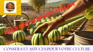 La culture du melon larrosage et les differents stades🍈 [upl. by Evonne]