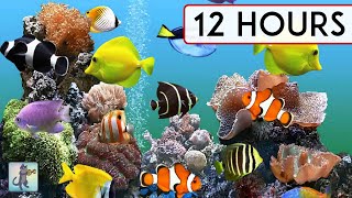 CORAL REEF AQUARIUM COLLECTION • 12 HOURS • BEST RELAX MUSIC • SLEEP MUSIC [upl. by Milburt463]