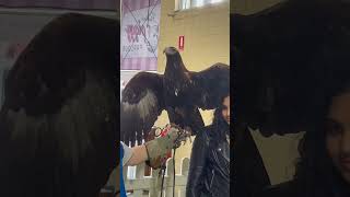 Wedge tail eagle the biggest raptor in Australia [upl. by Gemini]