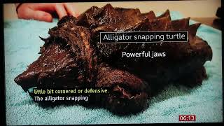 Alligator Snapping Turtle in Cumbria England BBC Feb10 2024 [upl. by Rudolf763]