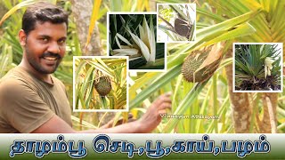 🌷 தாழம்பூ செடிகாய்பழம் எல்லாம் பார்துருகீங்களா இதோ உங்களுக்காக thalampoo plant Pandanus tectorius [upl. by Kirit417]