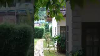 Thekkady heritage resort Kerala traditional stay cool place [upl. by Eirased]