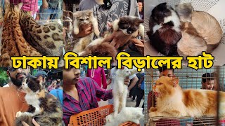 ঢাকায় বিশাল বিড়ালের হাটCat Price in BDPersianMix breed Bengal catExotic Cat breed Bd [upl. by Cornelius]