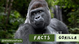 Gorillas  Black Giants  4K 2160p   WILD FACTS [upl. by Iila]