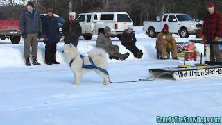 Singing Samoyed Dog Supposed to be pulling Weight Instead he Sings for us [upl. by Latimer79]