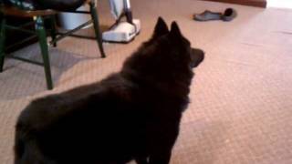 Schipperke barking [upl. by Eidorb]