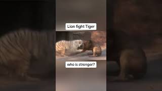 Lion vs Tiger WHO IS STRONGER [upl. by Eitnom]