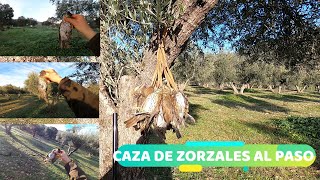 La mejor jornada de Zorzales de la temporada 💥💥 Caza de Zorzales al paso [upl. by Castra322]