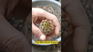 Tips Menanam Kaktus Mammillaria carmenae rubrispina kaktus mammillaria aridzona [upl. by Rankin]