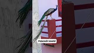 Peacock Voice 🦚 peacock peacockdance shorts short birds birdssounds shortfeed trending [upl. by Clara]