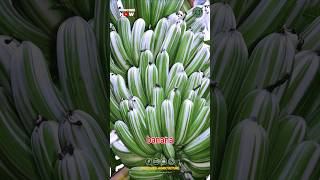 Have you ever seen Variegated Banana [upl. by Negyam]