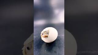 Why This Baby Tortoise is Worth 200000shorts sea tortoise [upl. by Eicnarf202]