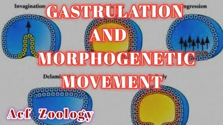 Gastrulation  Morphogenetic Movement  Acf Zoology  UPSCZOOLOGY  BscZoology  NEET ZOOLOGY [upl. by Broome]