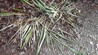 What kills Yucca plants [upl. by Waylon]