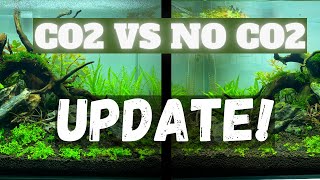 Crazy Difference After 1 Week Only CO2 vs NO CO2 Update  Twin Scape Experiment Ep 3 [upl. by Mixie133]