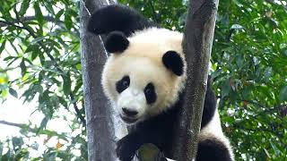 Why Pandas love bamboo a crunchy mystery [upl. by Taffy]