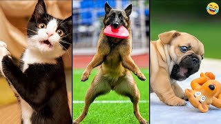 Funny ANIMALS videos 😂 Funniest CATS😺 and DOGS🐶 2024 [upl. by Kenneth]