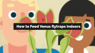 How to Feed Indoor Venus flytraps [upl. by Larrej]