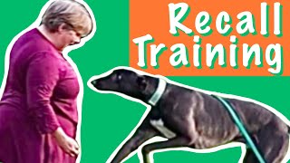 Recall training for retired Greyhounds [upl. by Derfnam]