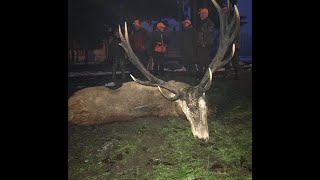 Driven Hunt WildboarRed Deer 20172018 full action [upl. by Tedder632]