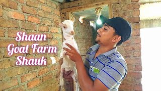 Shaan Goat Farm  Goat Lovers  Barbari Goat Farm in Hyderabad argoatfarmts [upl. by Scot]