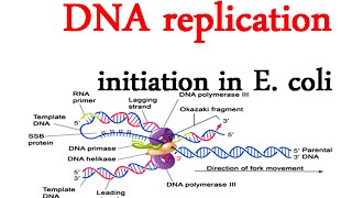 DNA replication initiation in E coli [upl. by Lednar989]