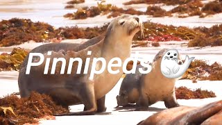 Pinnipeds 🦭🦭 [upl. by Erline922]